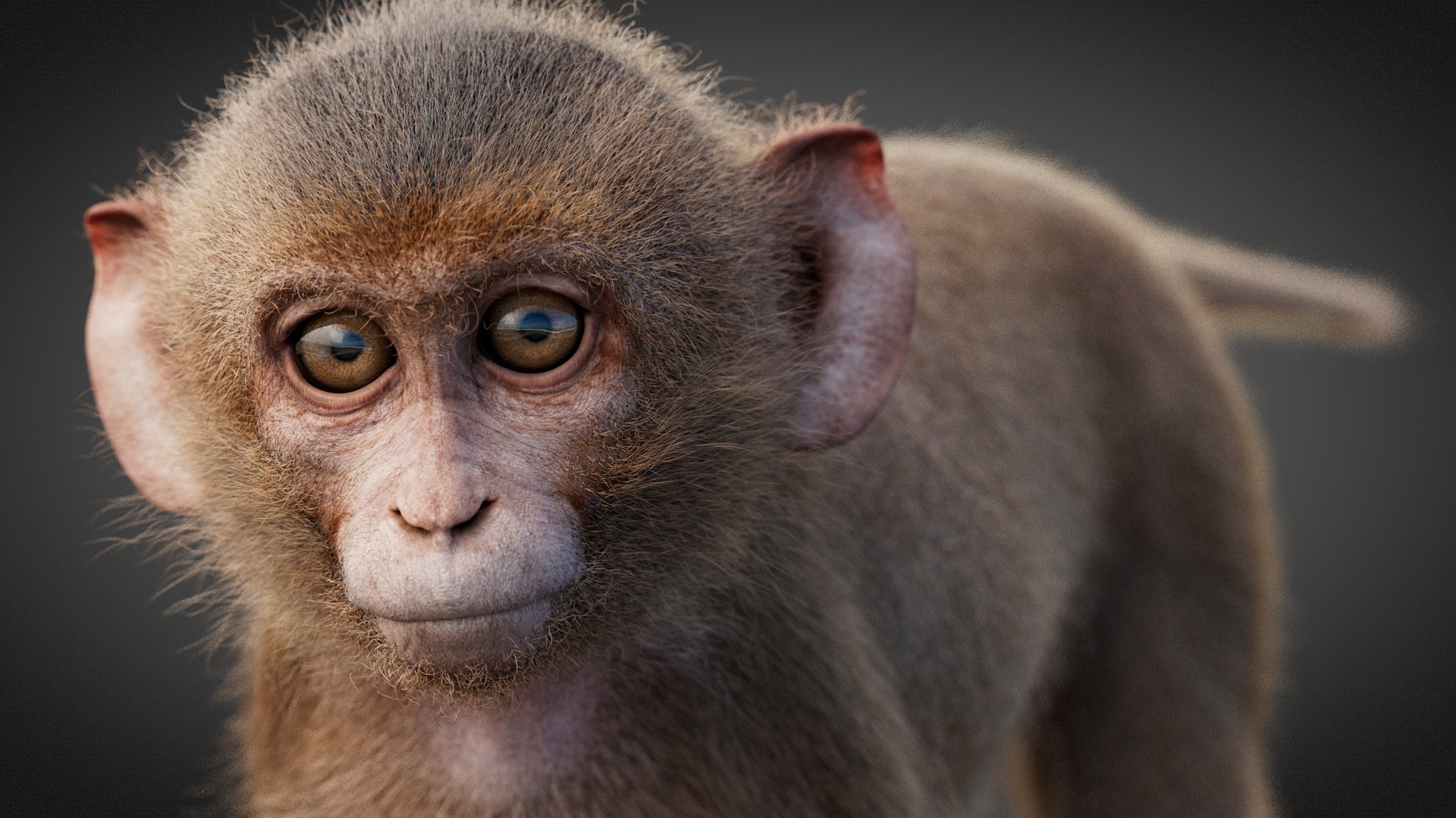 Media 1 for listing Young Rhesus Monkey (Static) Xgen-core