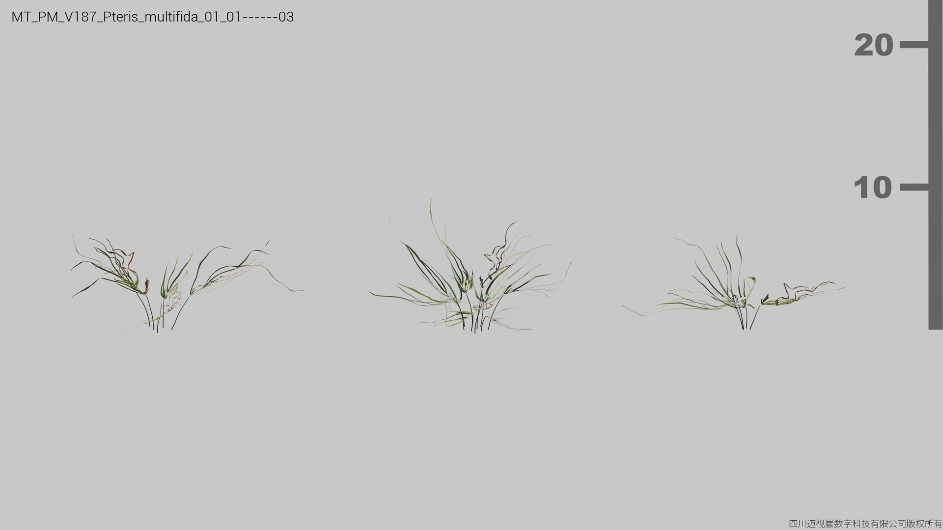 Media 1 for listing V180 Pteris multifida