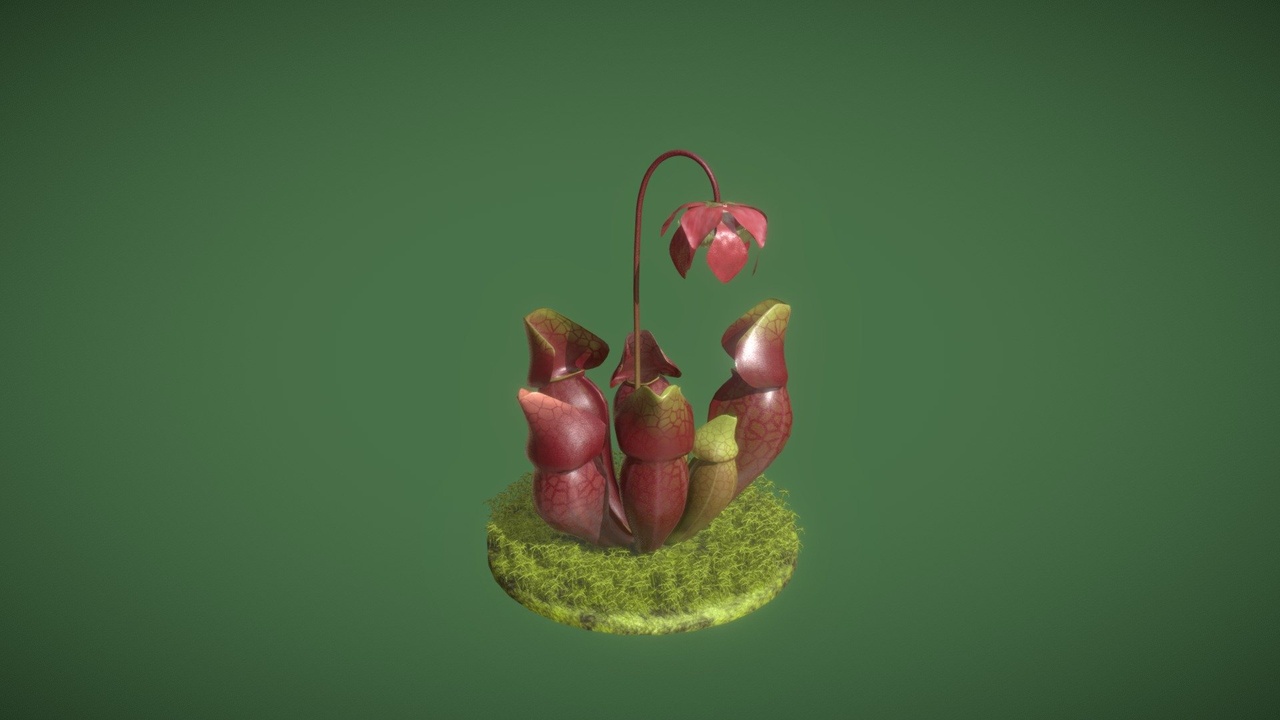 Media 1 for listing Sarracenia purpurea
