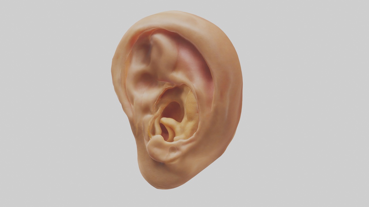 Human Ear Model | Fab