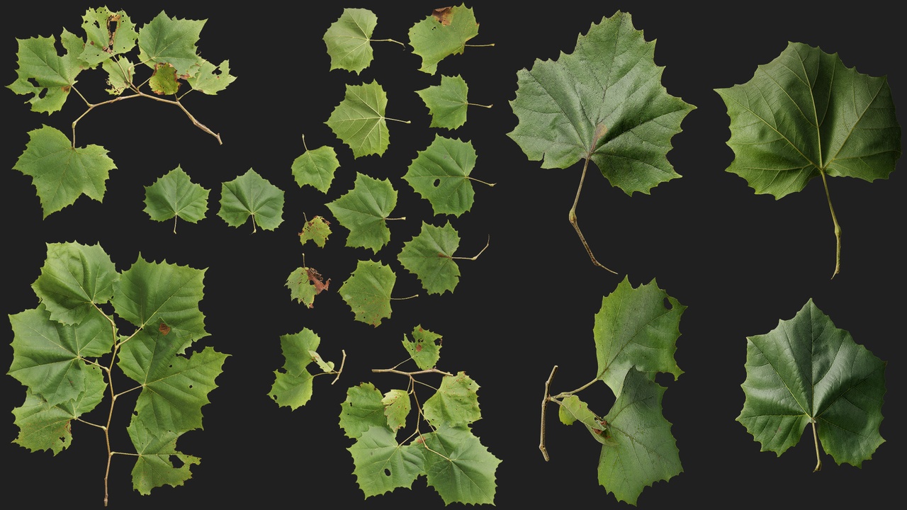 Media 1 for listing American Sycamore Atlas 01