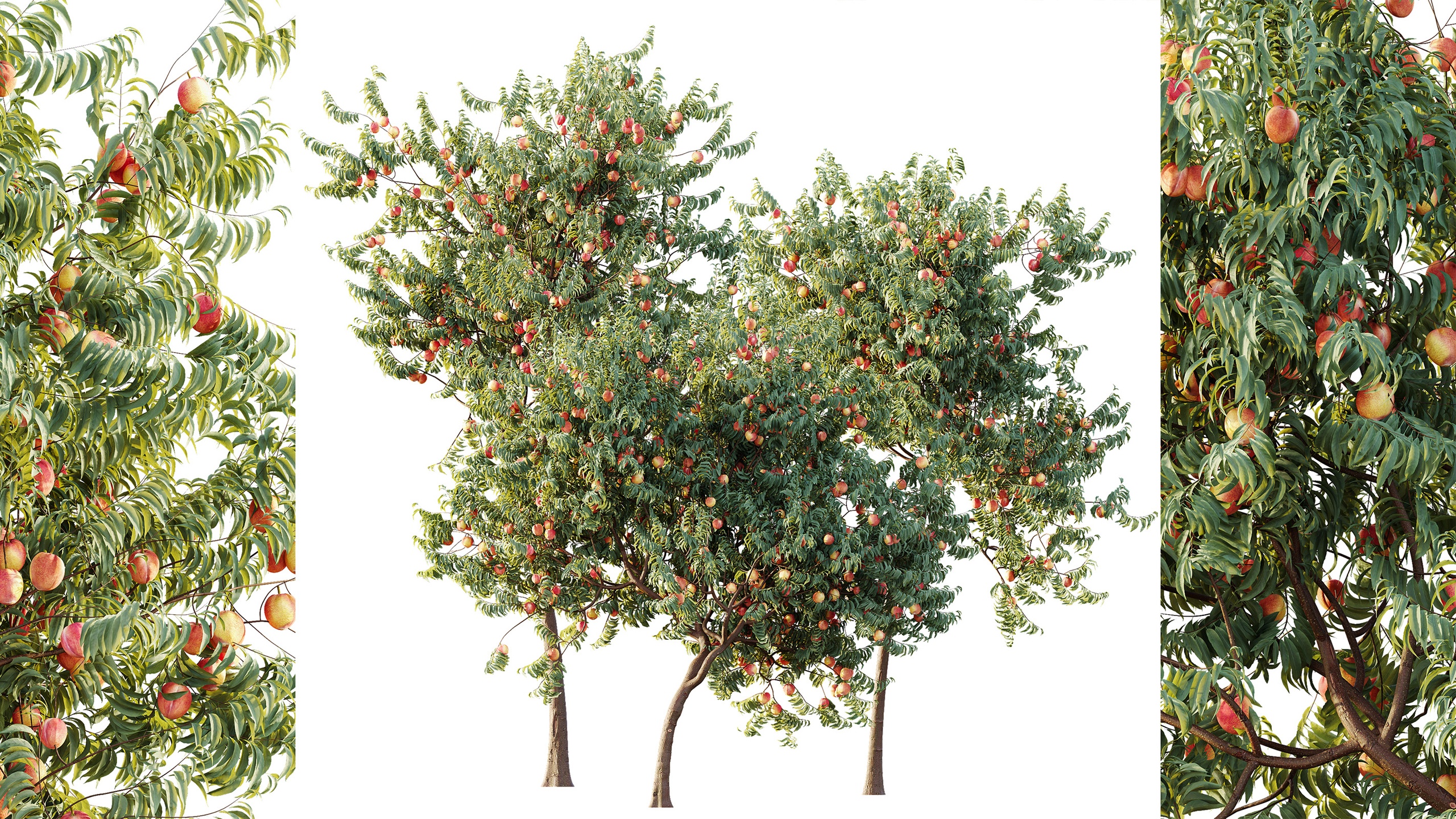 Media 1 for listing AV Plant Amygdalus Persica Peach Fruit Tree 01