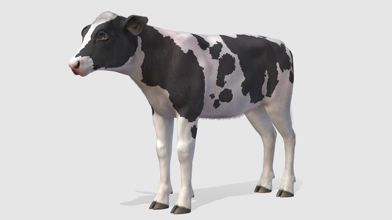 Media 1 for listing Calf