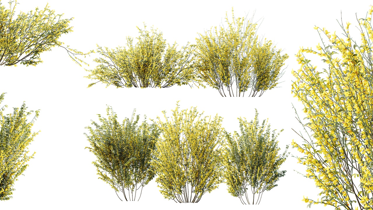 Media 1 for listing AV Plant Bush Common Broom Cytisus Scoparius 01