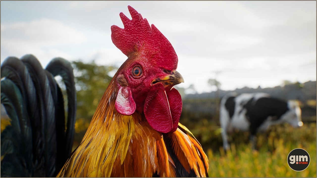 Media 1 for listing Animalia - Chicken (male)