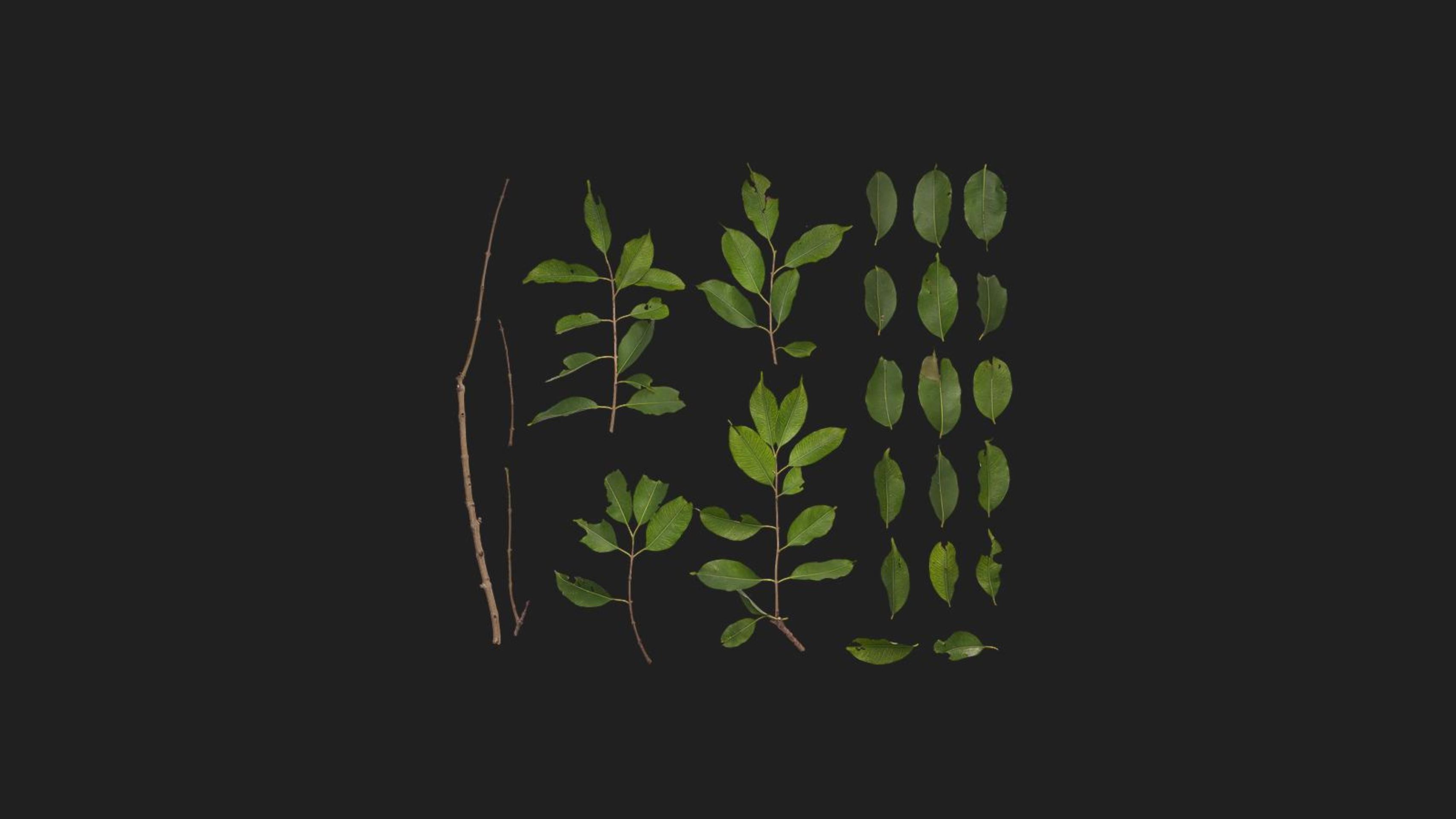 Green Shrub | Fab