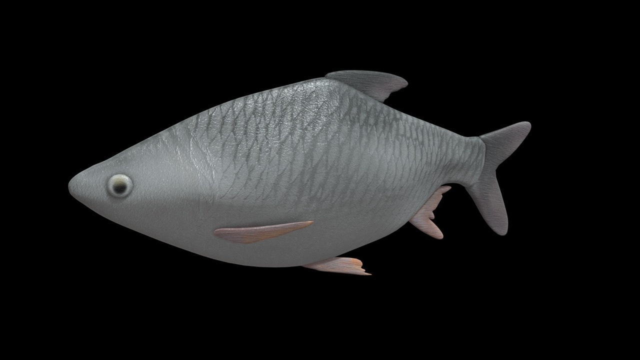 Fish - Java barb (Barbonymus gonionotus) | Fab