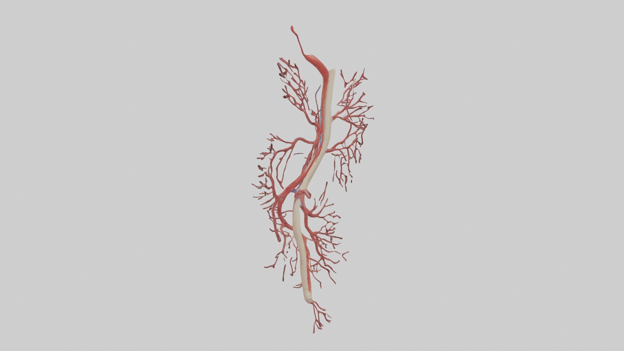 Media 1 for listing Human Femoral Artery Model