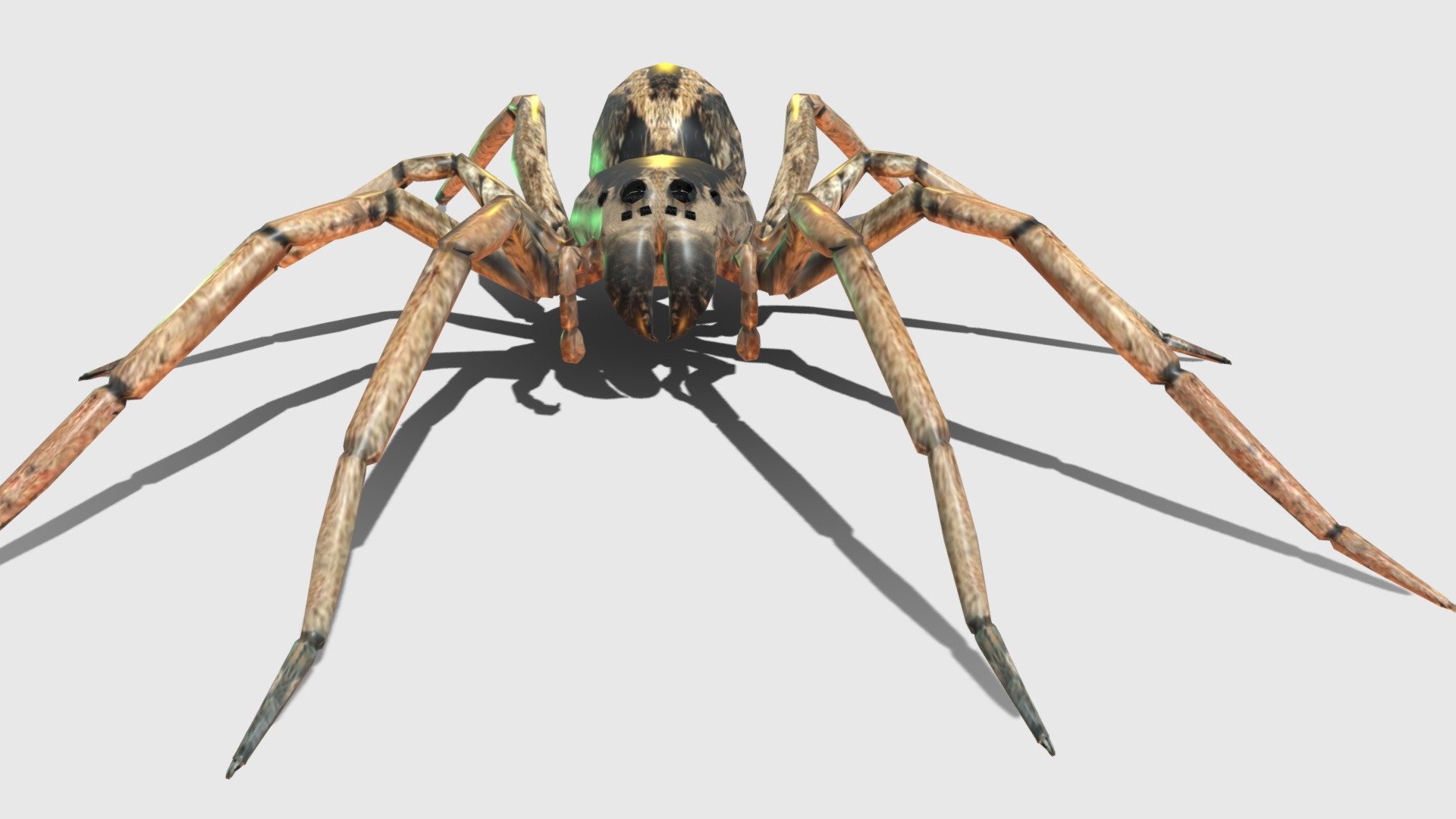 Spider - Rigged | Fab