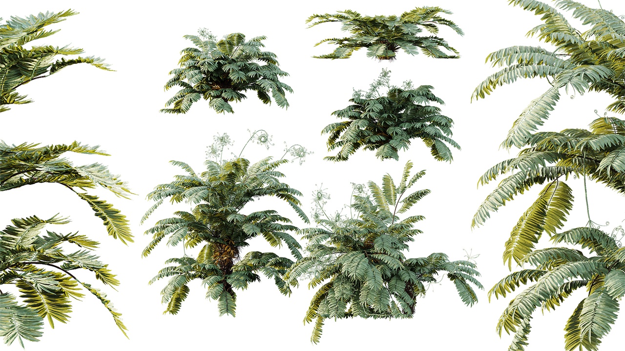 Media 1 for listing AV Plant Angiopteris Fokiensis Fern 6 Palm Bush 01