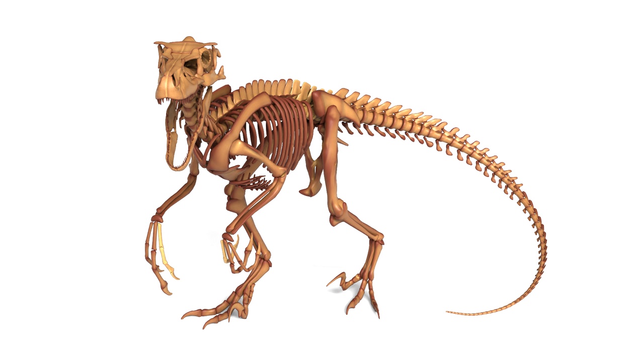 Media 1 for listing Atrociraptor Skeleton – Fully Rigged Prehistoric Predator