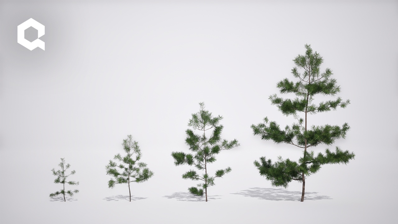 Media 1 for listing Megaplants: Baltic Pine Saplings