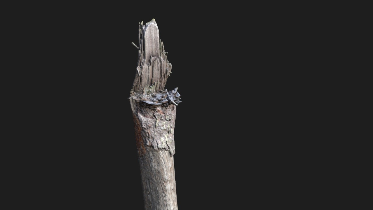 Media 1 for listing Dead Tree - 8K Textures