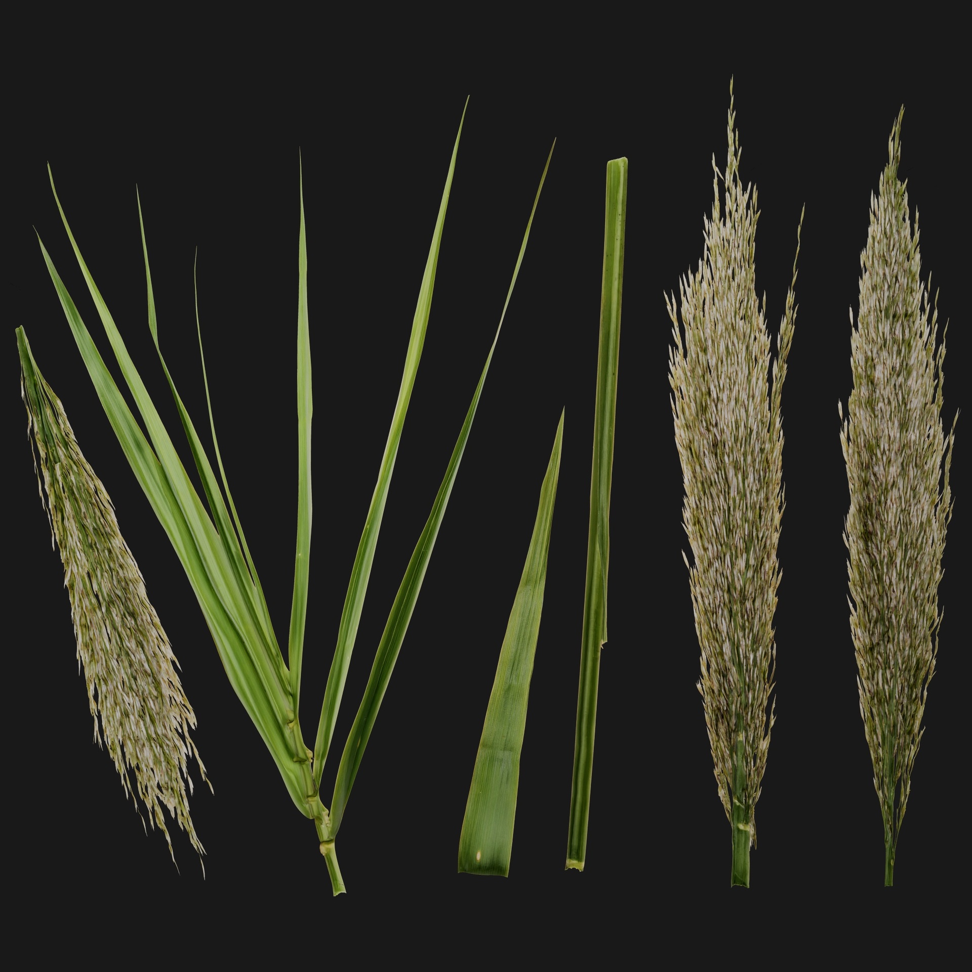 Media 1 for listing Arundo Donax 03