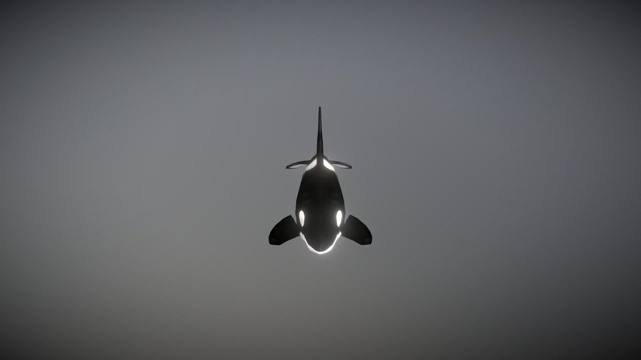 Media 1 for listing Orca Whale | 15+ Animation | Marine Animal