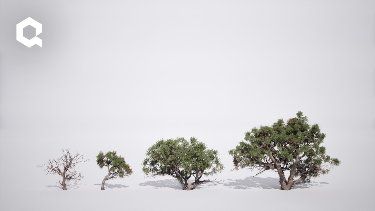 Media 1 for listing Megaplants: Utah Juniper
