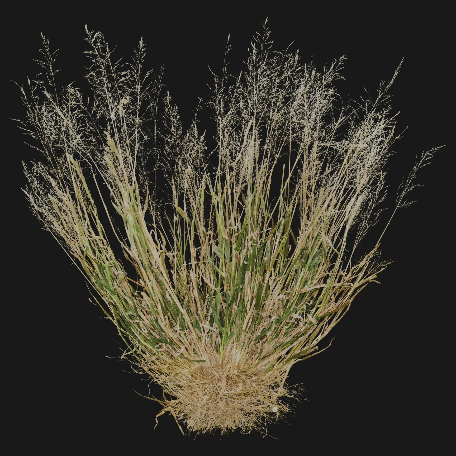 Media 1 for listing Eragrostis Amabilis 01