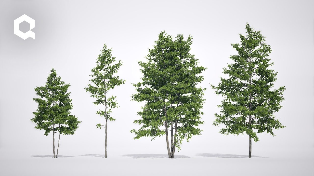 Media 1 for listing Megaplants: Black Alder