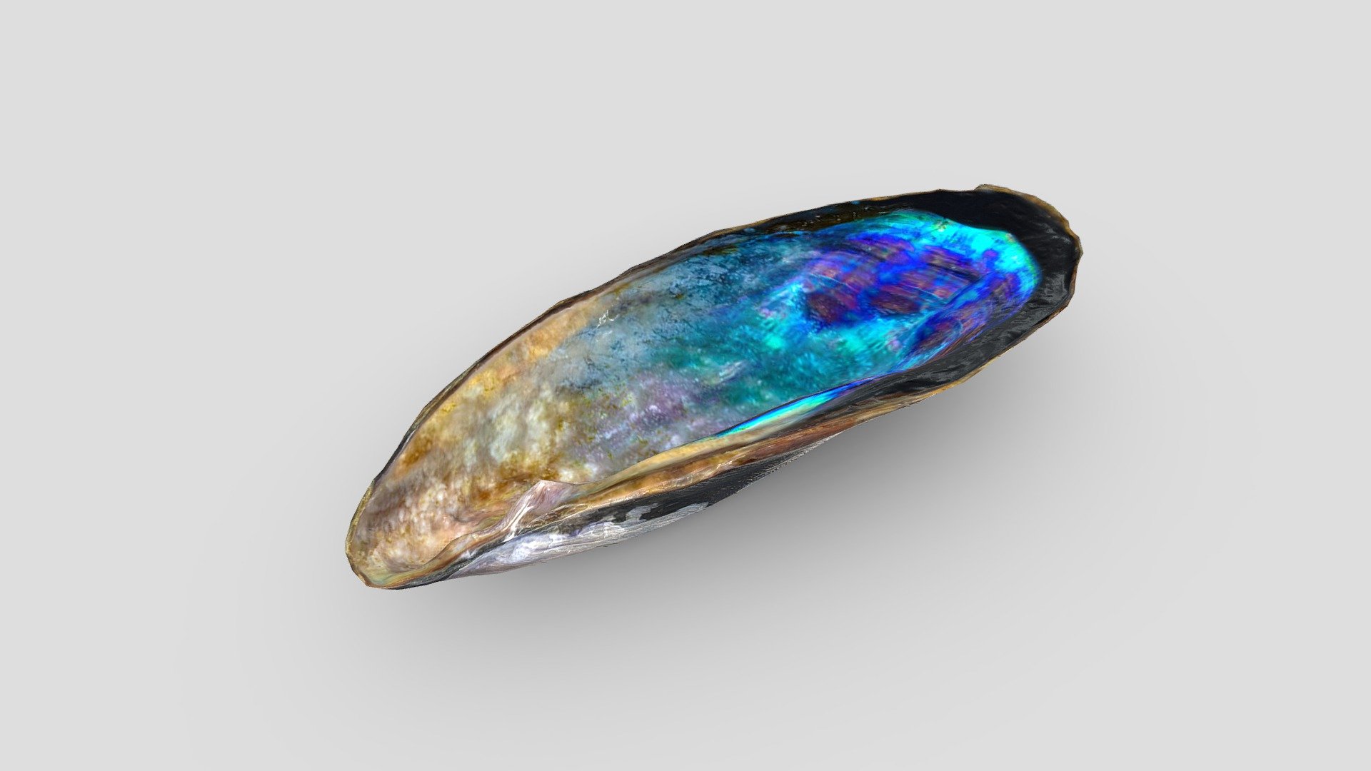 Mussel Shell | Fab