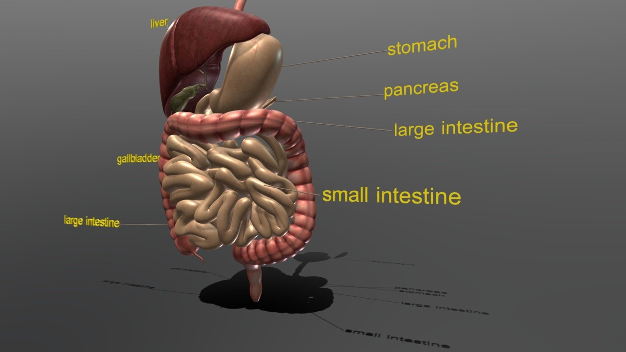 Media 1 for listing Digestive System