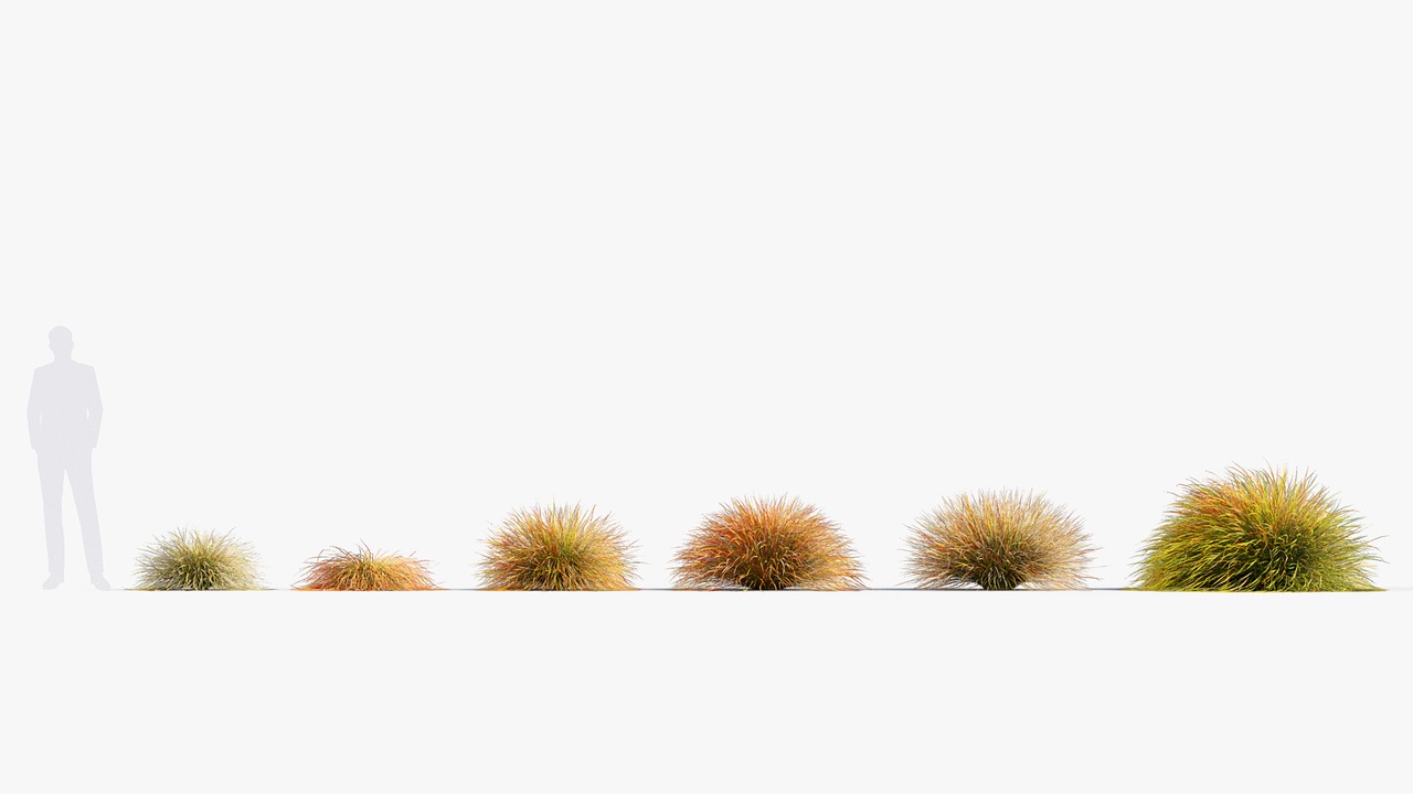 Media 1 for listing Miscanthus Collection