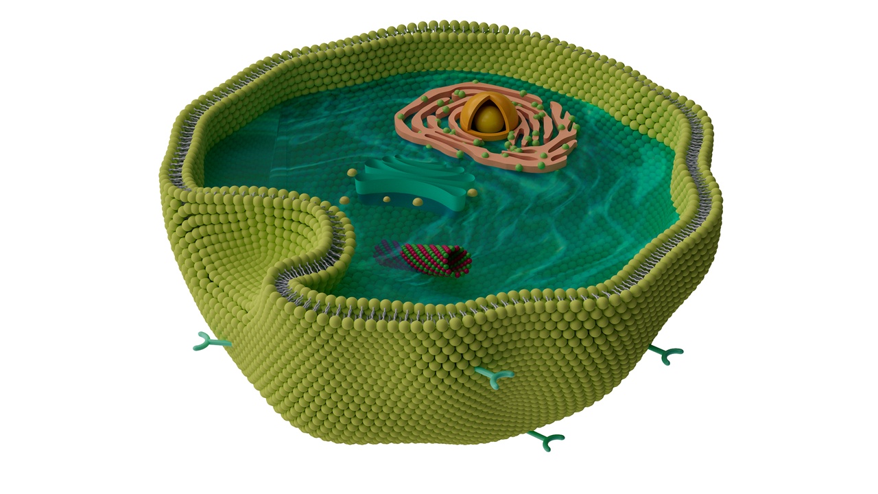 Media 1 for listing Cell membrane