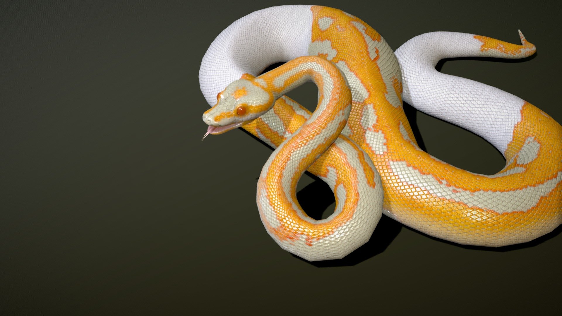 Dreamsicle Ball Python | Fab