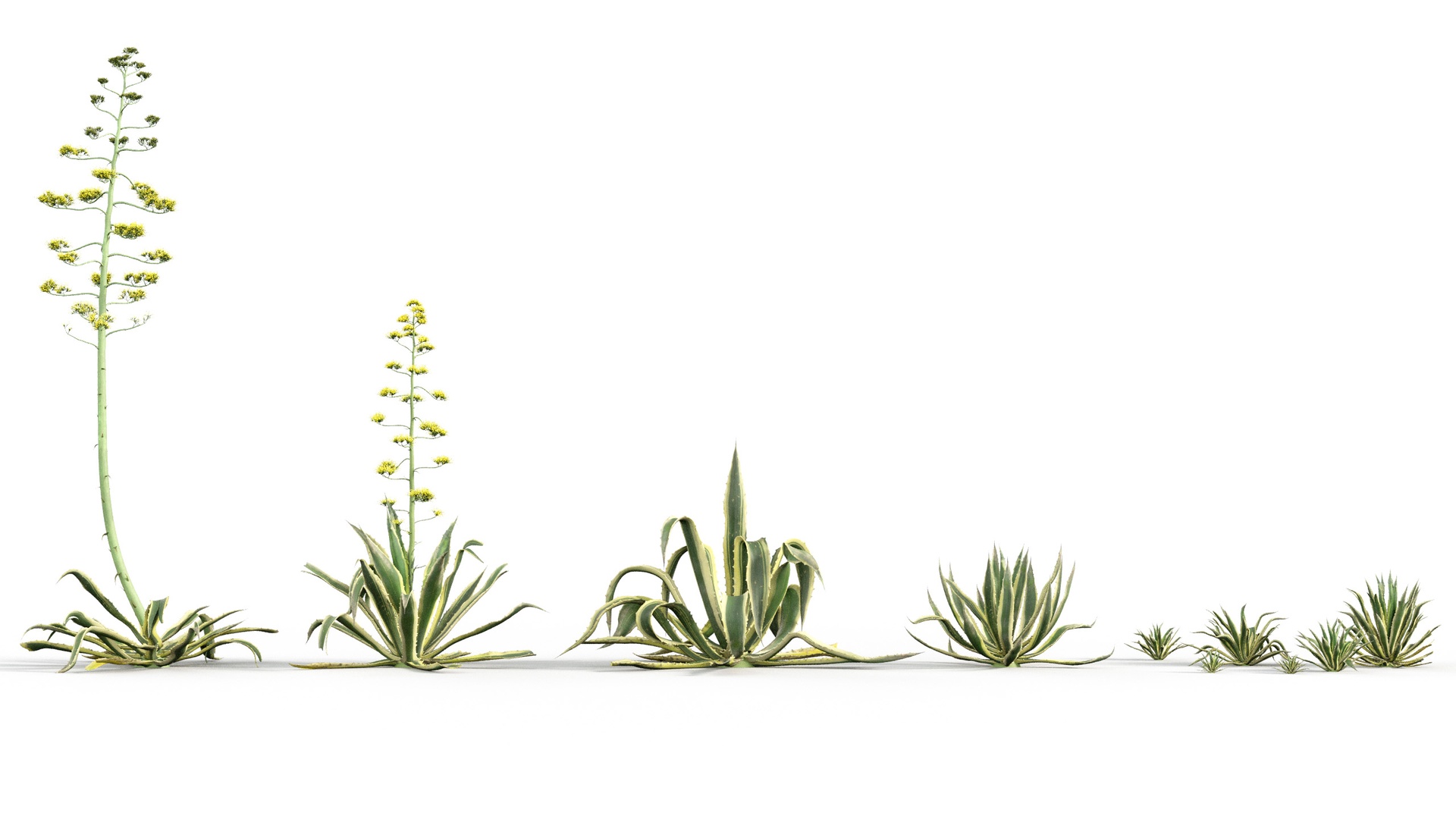 File multimediali per l'articolo Tropical Desert Plant Collection V2: 1