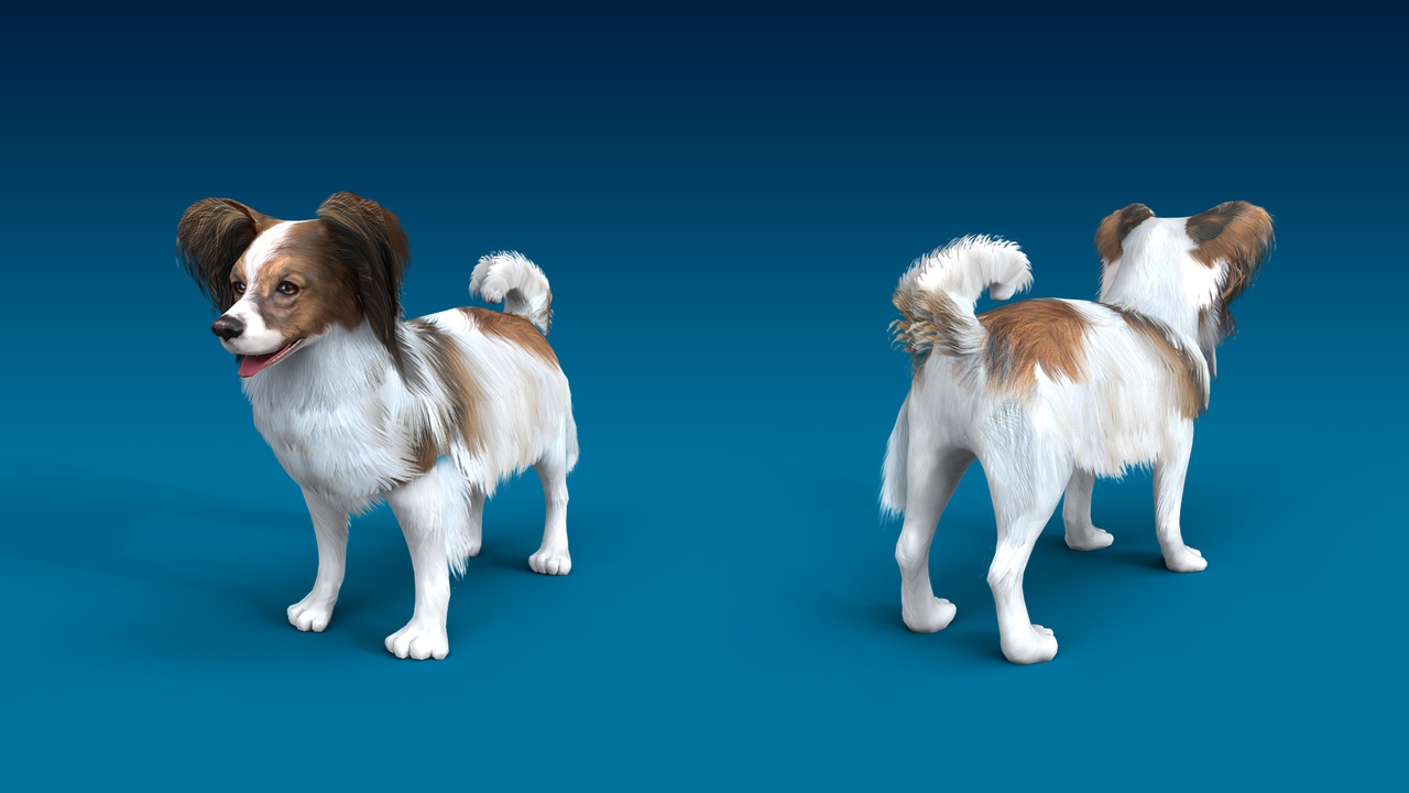 Media 1 for listing Papillon 3D Dog Model