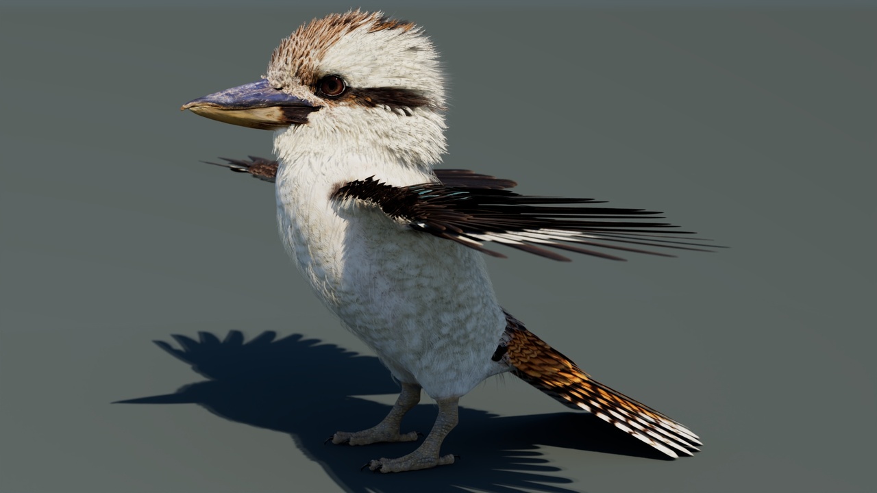 Media 1 for listing Game-Ready Kookaburra 3D Model