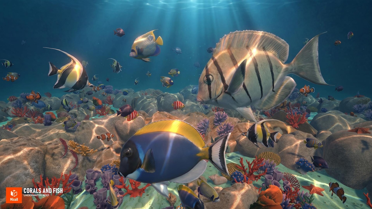 Media 1 for listing Corals and fish - underwater reef