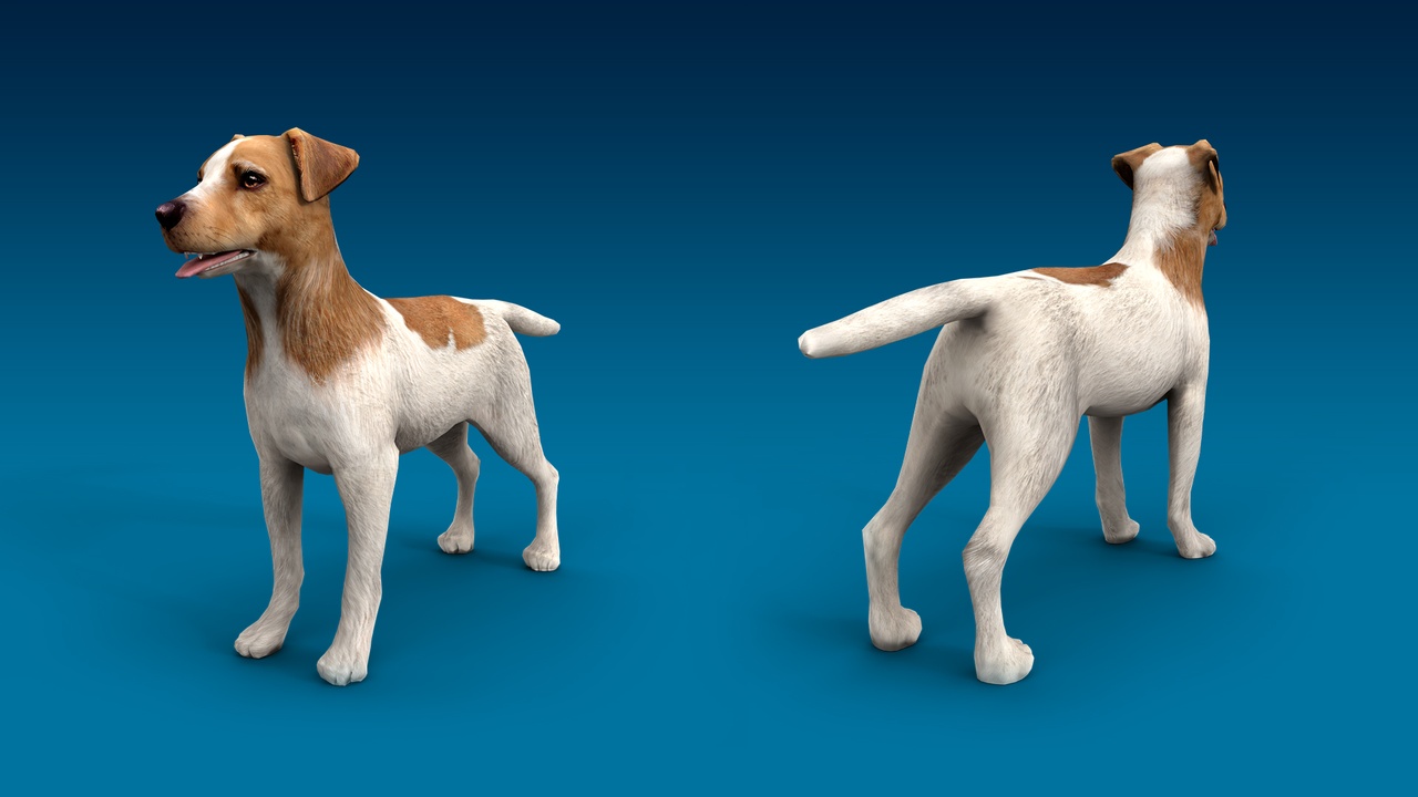 Media 1 for listing Sherman Terrier 3D Dog Model