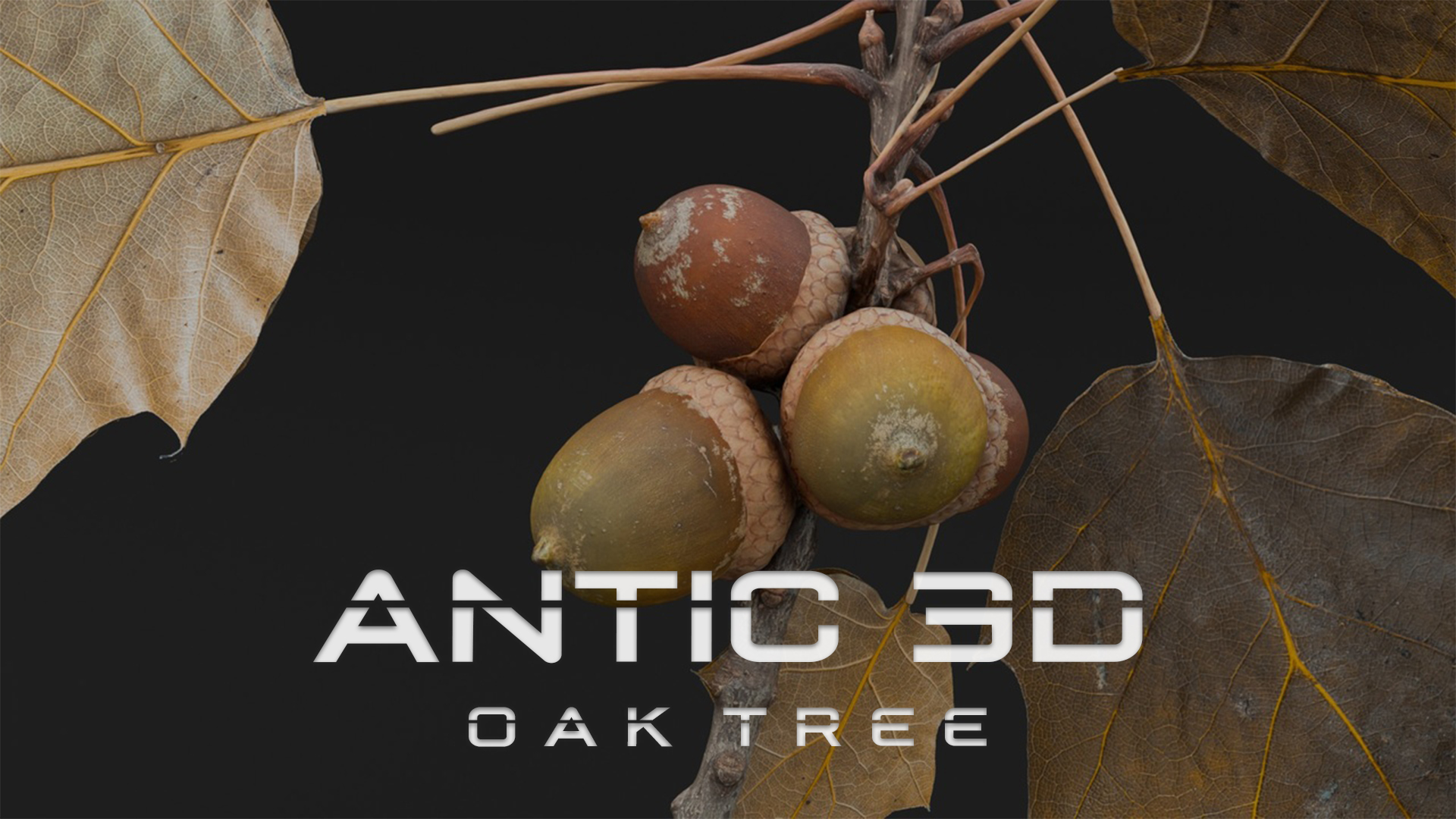 A branch of a sharp-leaved oak with acorns | Fab
