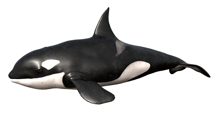 Killer Whale 完成品 Orca, Killer Whale, Realistic Model Rubber Replica Animal, Kids