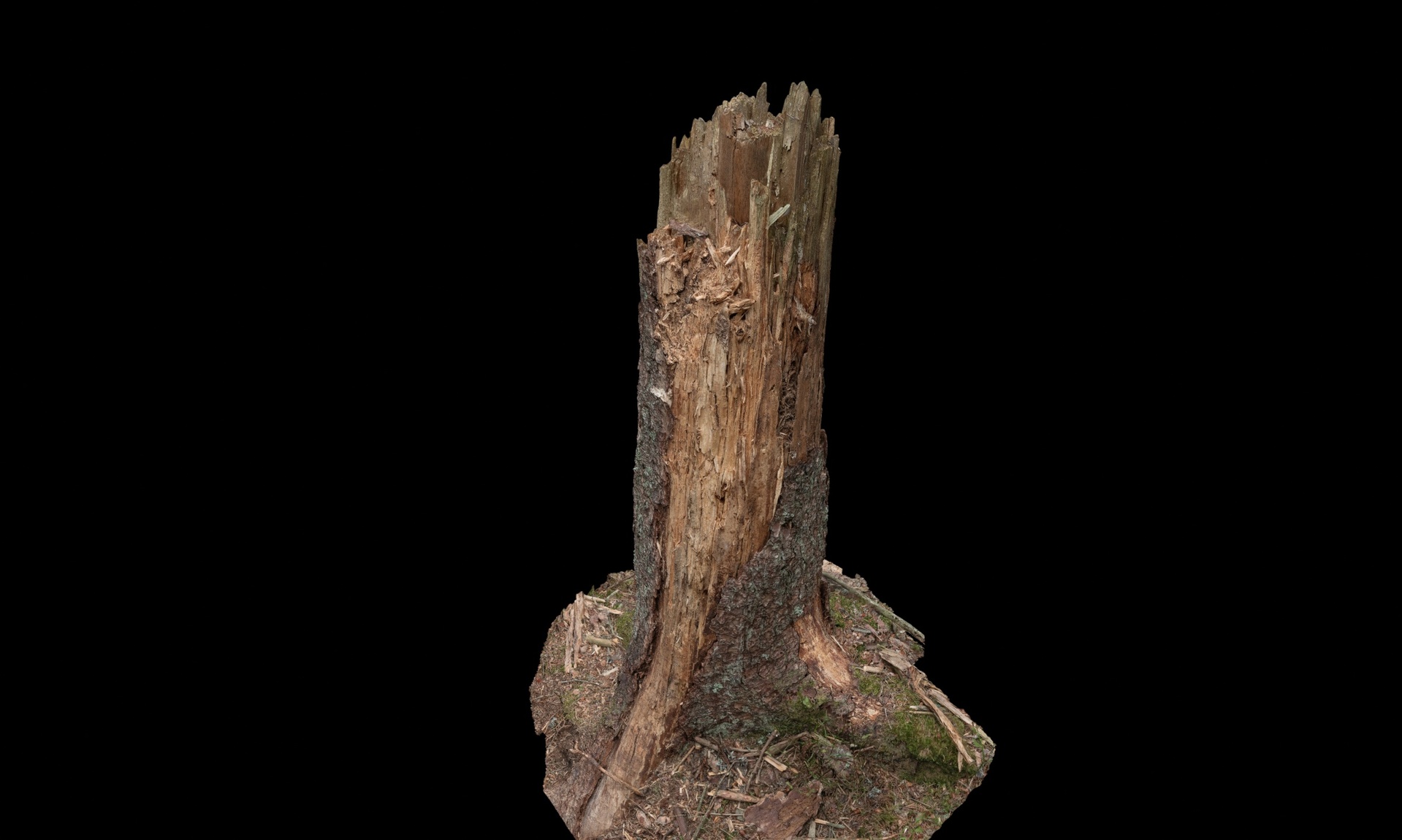 Media 1 for listing Broken decaying spruce