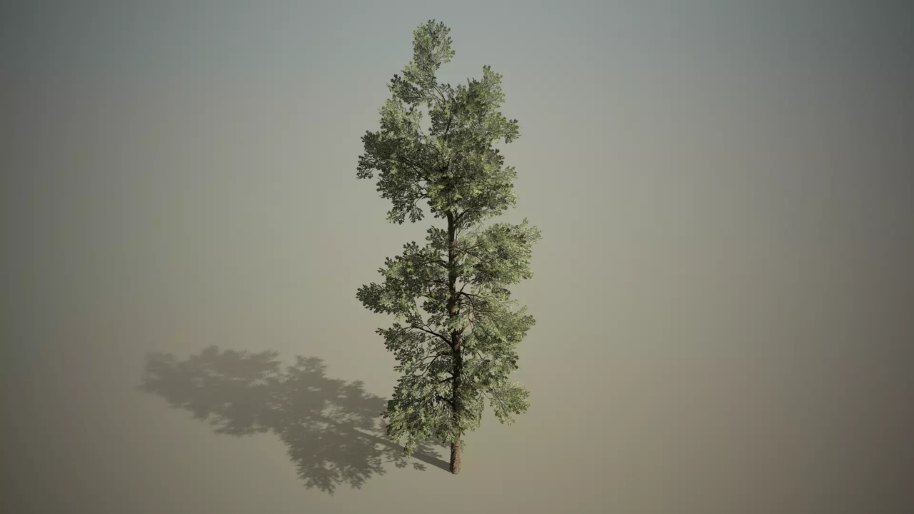 Media 1 for listing Macedonian Pine Tree 3D Model (Conifer)