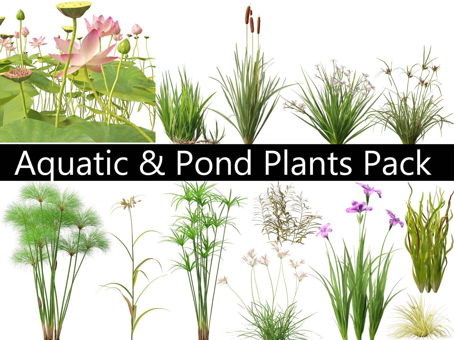 Media 1 for listing Aquatic & Pond Plants Pack 09