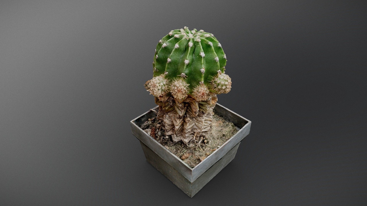 File multimediali per l'articolo Green cactus: 1