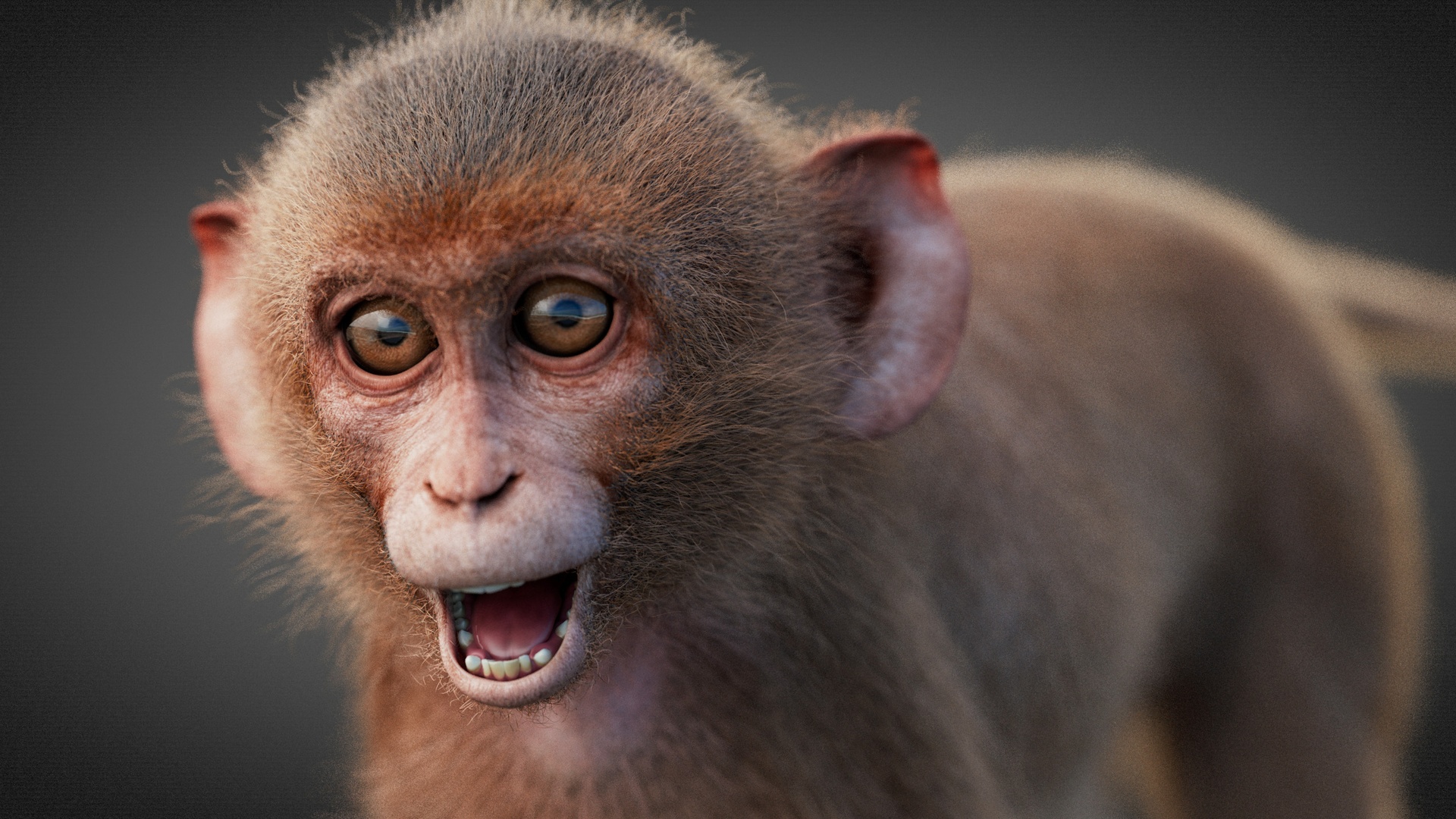 Media 1 for listing Young Rhesus Monkey (RIG) Xgen-core