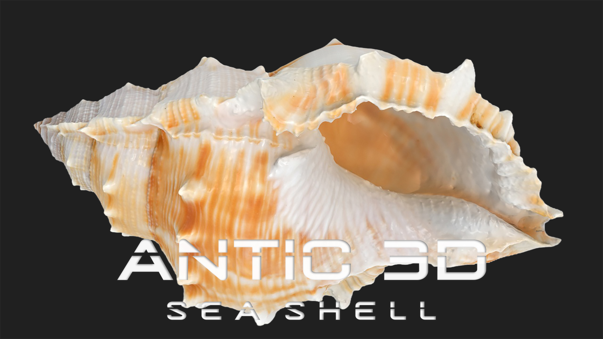 Bufonaria Rana sea shell | Fab