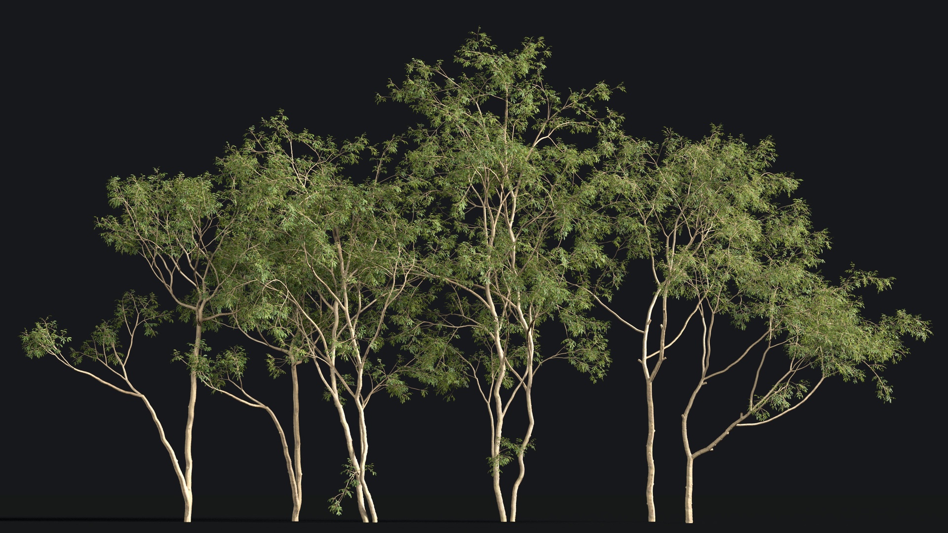 Media 1 for listing Japanese Small Tree 12
