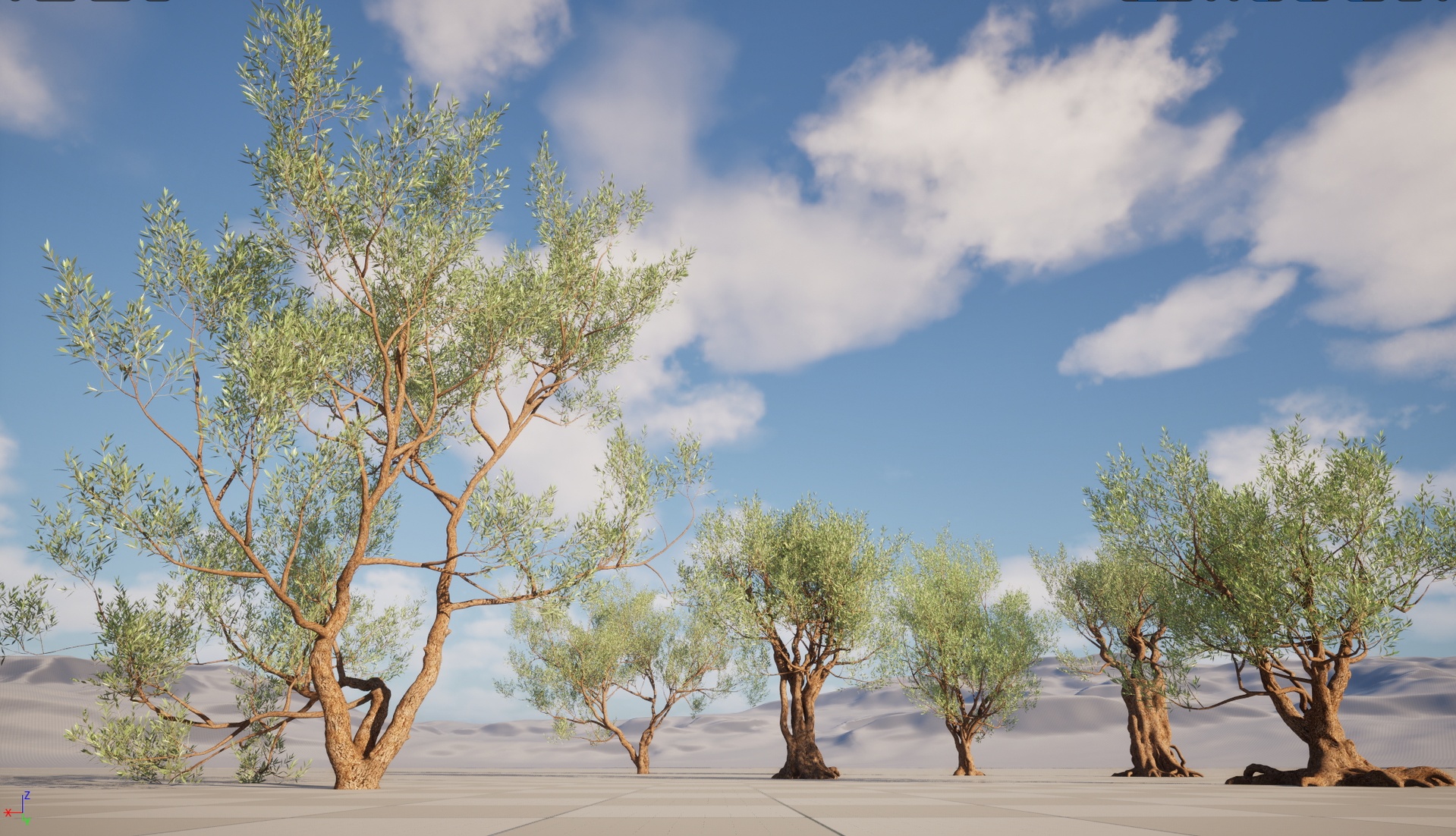 Media 1 for listing Nanite Wind Plants - Olea europaea - Common olive