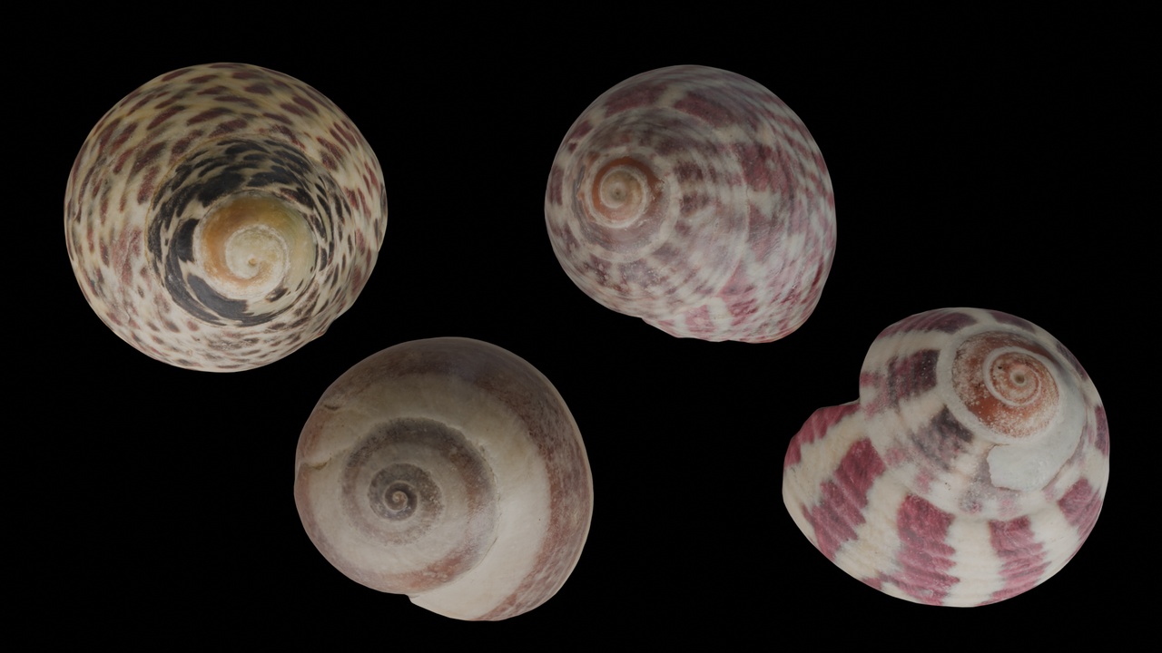 Media 1 for listing Seashell (36, 37, 38 & 39)