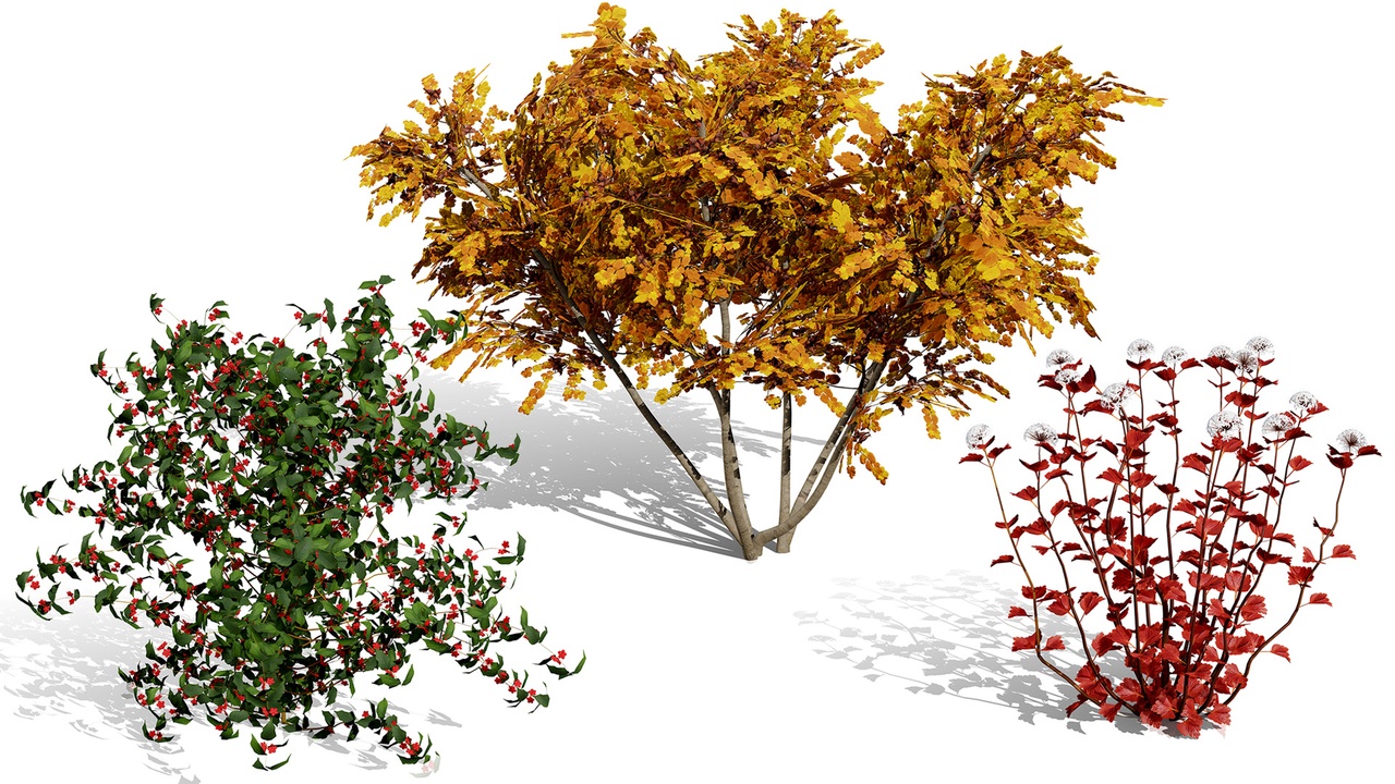 Media 1 for listing North American Shrubs