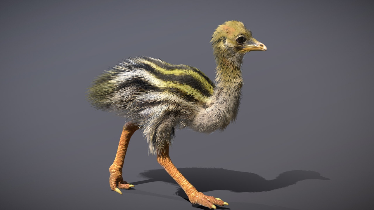 Media 1 for listing Southern Cassowary Chick