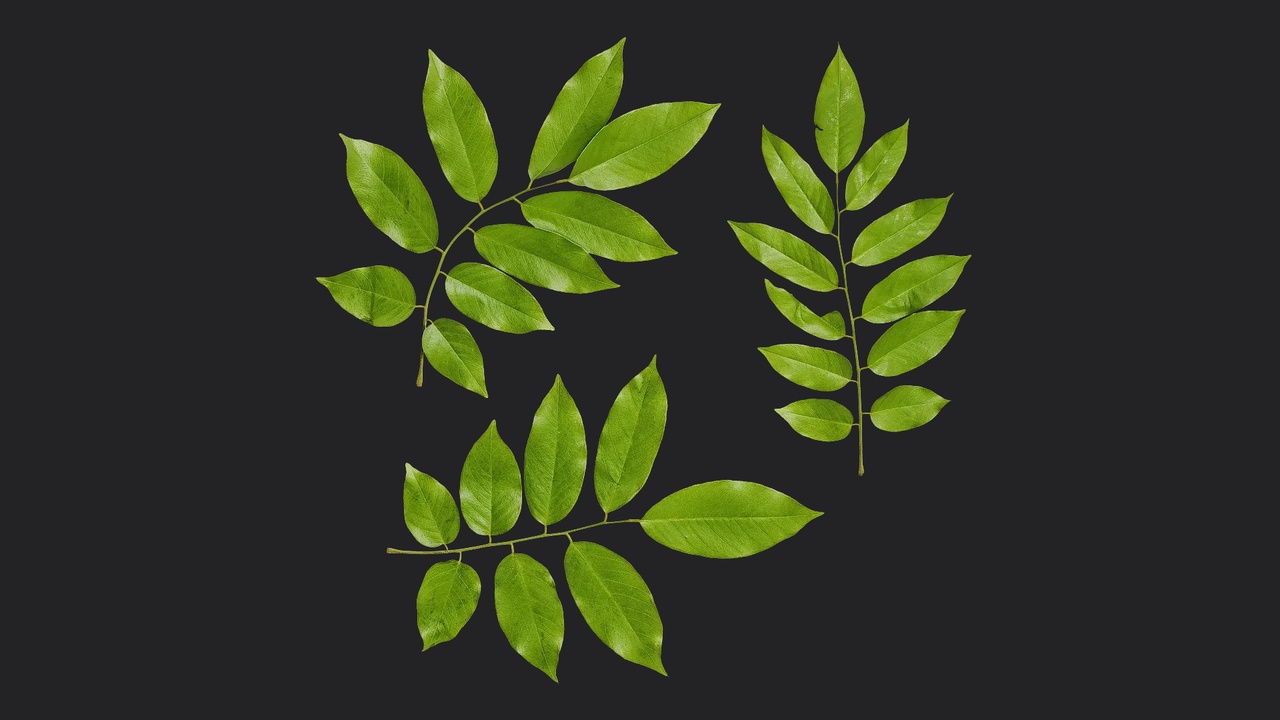 Media 1 for listing Cladrastis platycarpa Atlas 02