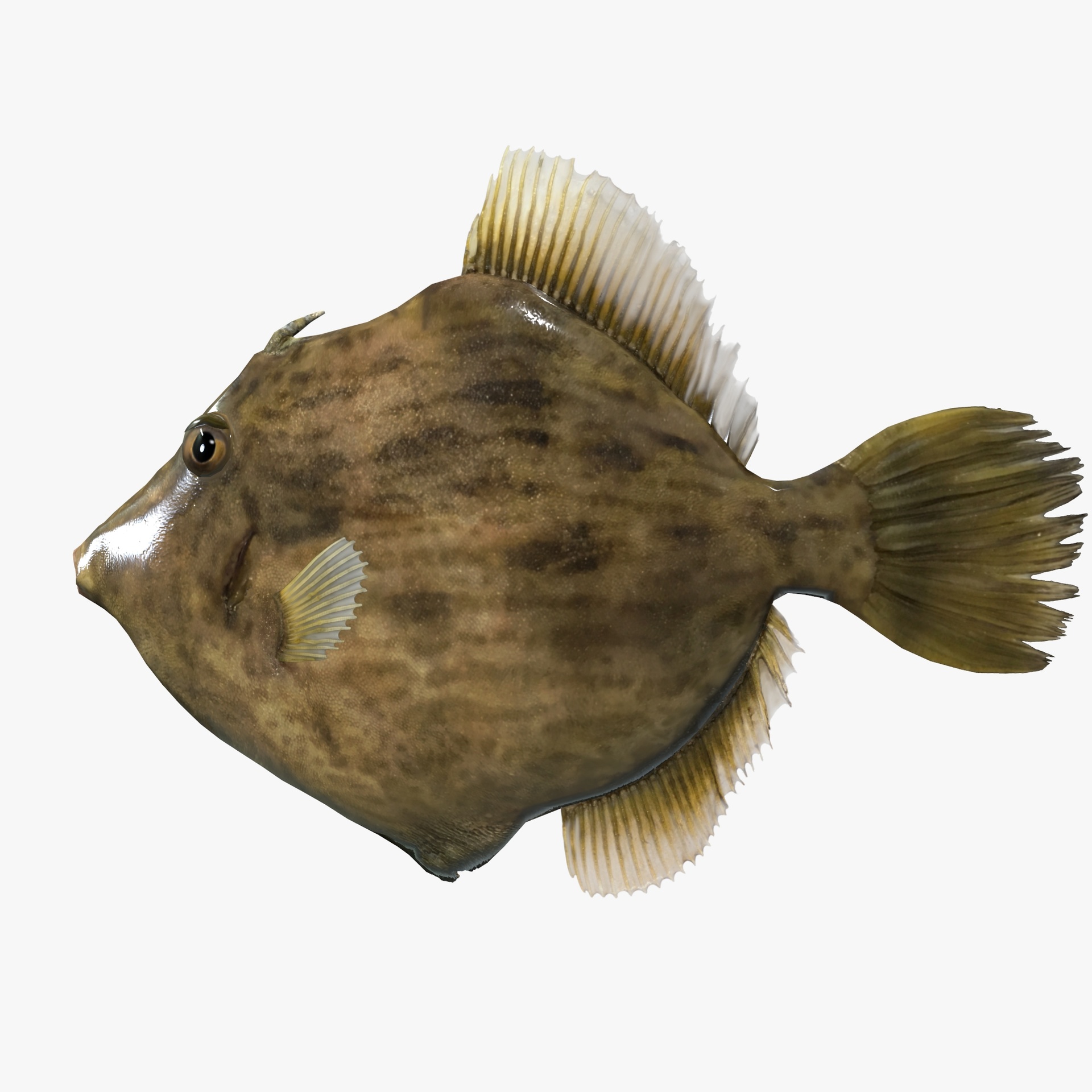 Threadsail Filefish Threadsail Filefish - Kawahagi - Stephanolepis cirrhifer | Fab