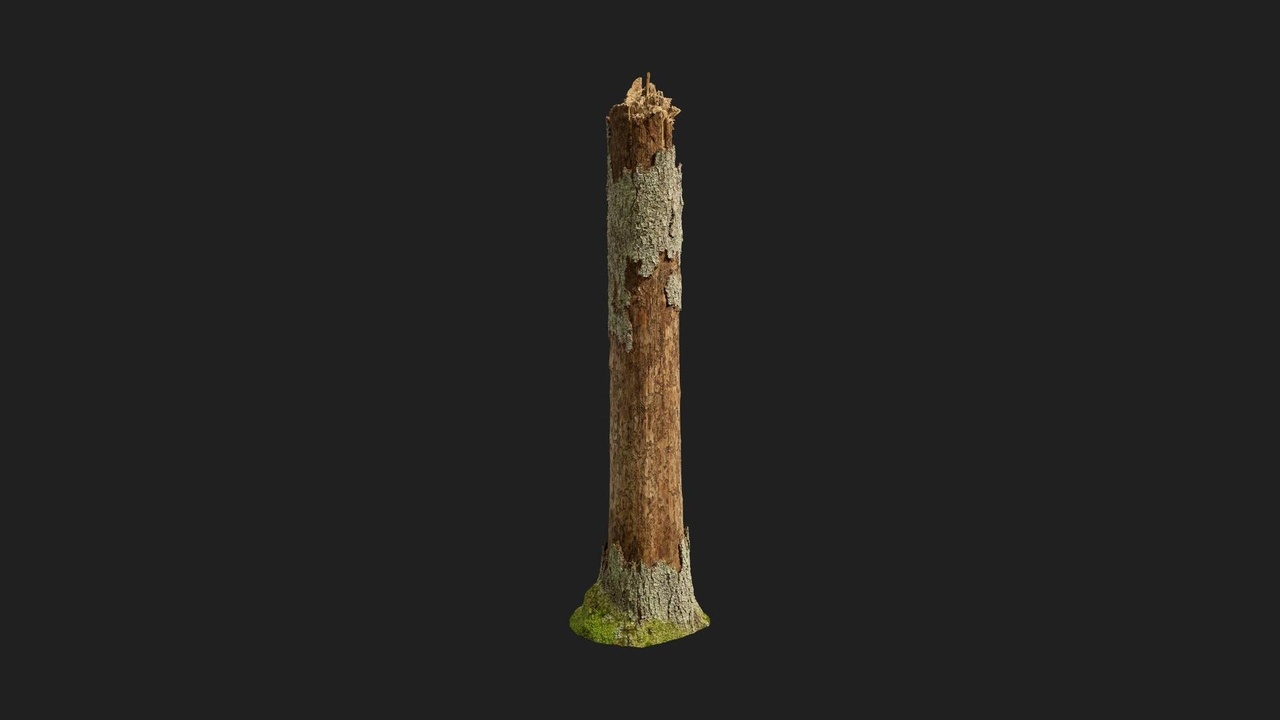 Spruce Tree Stump | Fab