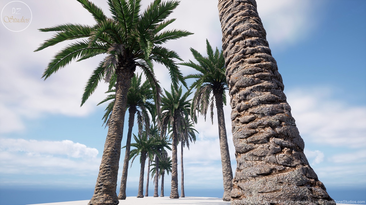 Media 1 for listing DZ Trees - Date Palm