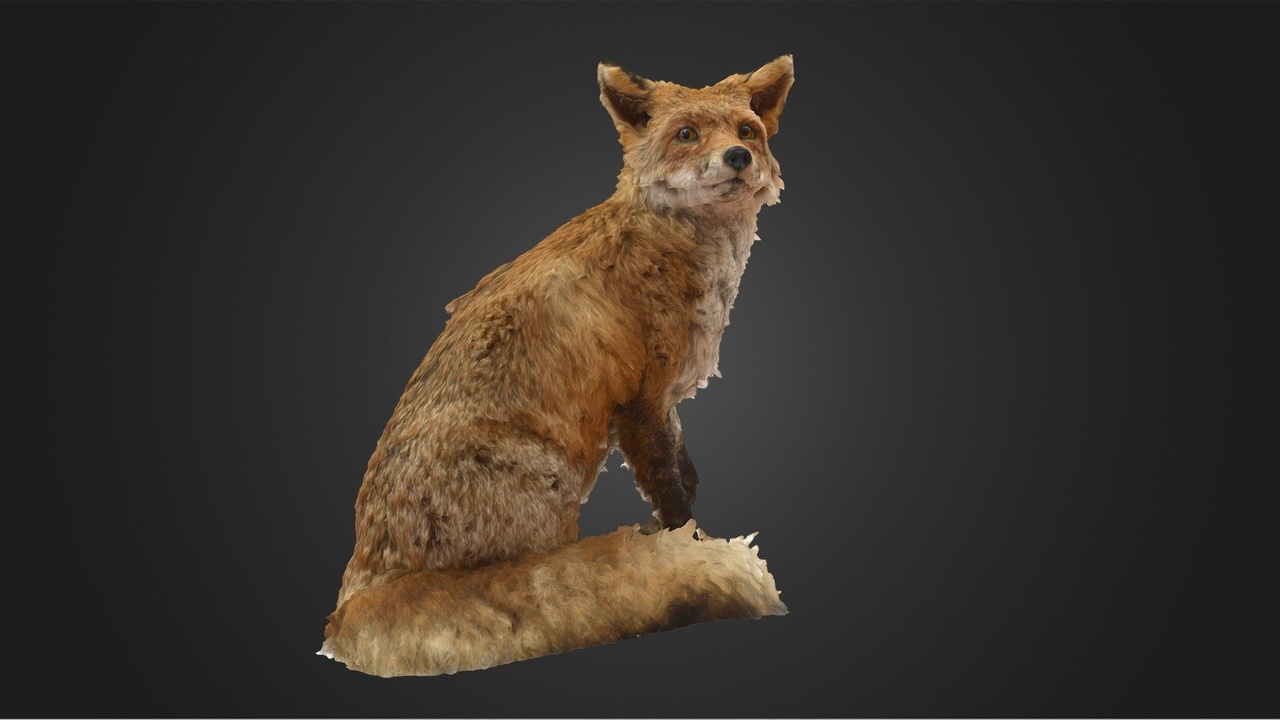 Media 1 for listing Red Fox Sitting Taxidermy